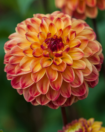 X 10 DAHLIA SUNNY BOY