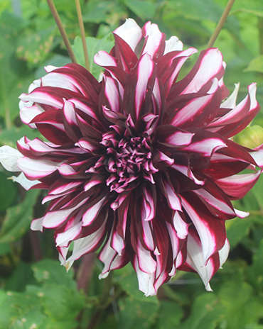X 10 DAHLIA TARTAN