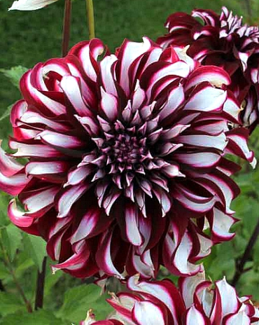 X 10 DAHLIA TARTAN