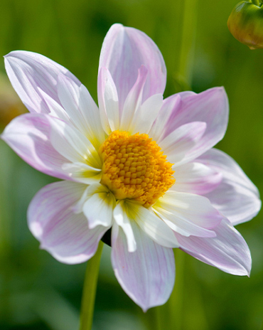 X 10 DAHLIA TEESBROOKE AUDREY