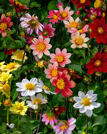 X 10 DAHLIA TOPMIX MIX