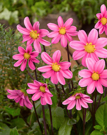 X 10 DAHLIA TOPMIX PINK