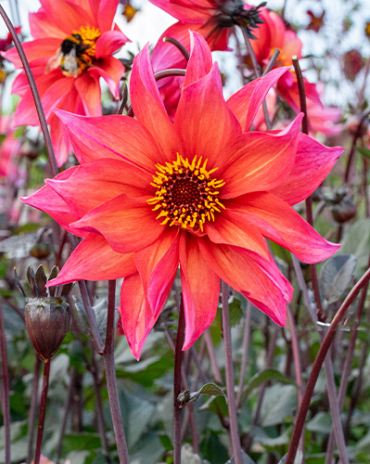 X 10 DAHLIA WALTZING MATHILDA