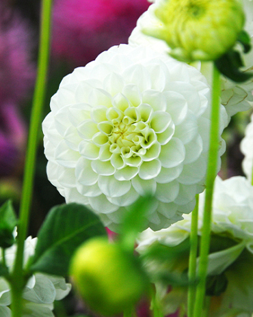 X 10 DAHLIA WHITE ASTER
