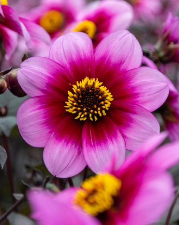 X 10 DAHLIA WISHES N DREAMS