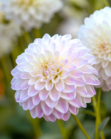 X 10 DAHLIA WITTEM