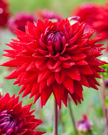 X 10 DAHLIA WITTEMANS BEST