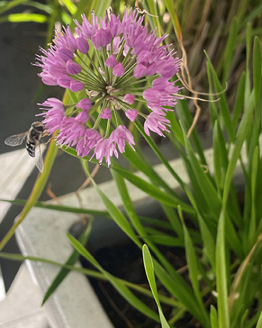 X 25 ALLIUM MILLENIUM