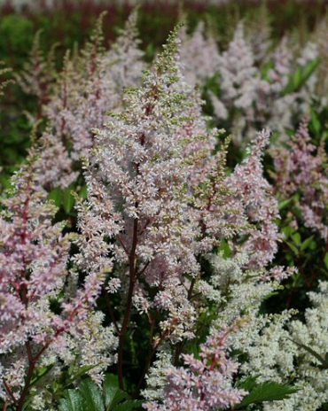 X 25 ASTILBE JAPONICA PEACH BLOSSOM