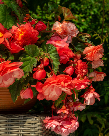 X 25 BEGONIA CASCADE FLORENCE