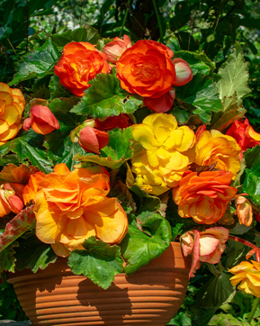 X 25 BEGONIA CASCADE SUNRAY