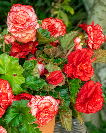 X 25 BEGONIA MARMORATA