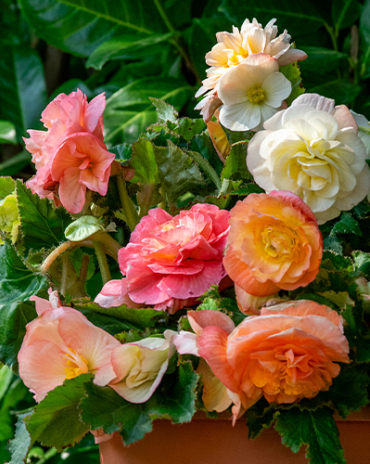 X 25 BEGONIA PASTEL COMPACTA MIX