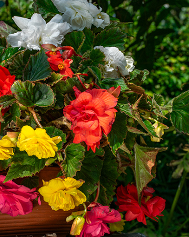 X 25 BEGONIA PENDULA MIX