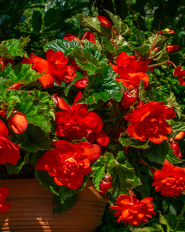 X 25 BEGONIA PENDULA RED
