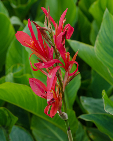 X 25 CANNA CITY OF PORTLAND