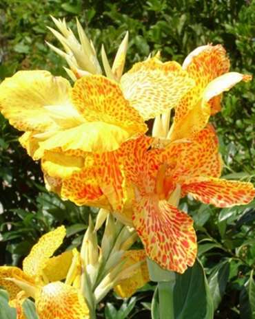 X 25 CANNA PICASSO