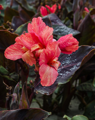 X 25 CANNA PINK FUTURITY