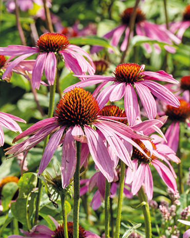 X 25 ECHINACEA PURPUREA