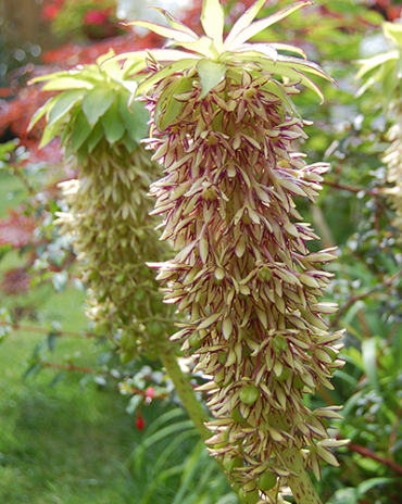 X 25 EUCOMIS BICOLOR