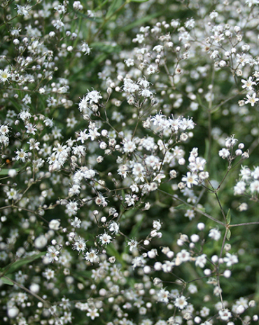 X 25 GYPSOPHILA PANICULATA