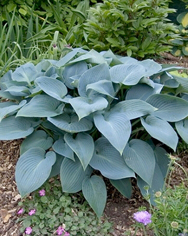 X 25 HOSTA TARDIANA HALCYON