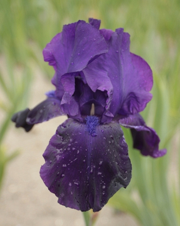 X 25 IRIS GERMANICA NIGHT OWL