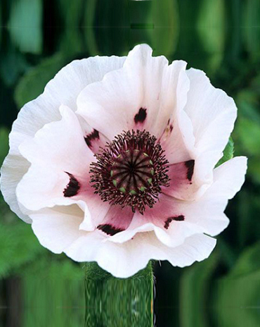 X 25 PAPAVER PERRYS WHITE