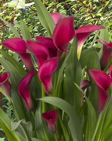 X 25 ZANTEDESCHIA CALLAFORNIA RED