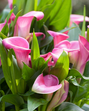 X 25 ZANTEDESCHIA GARNET GLOW