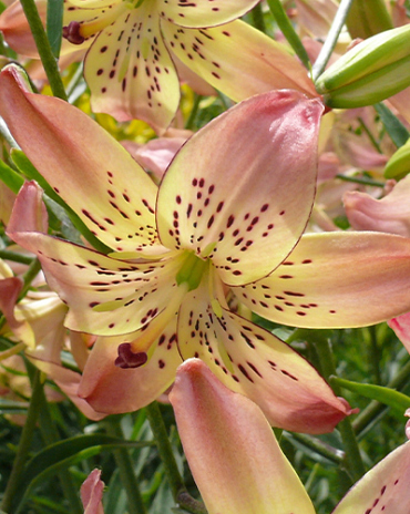 X 50 LILIUM CORSAGE