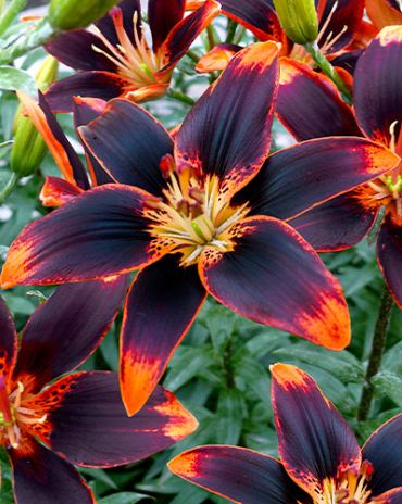 X 50 LILIUM FOREVER SUSAN