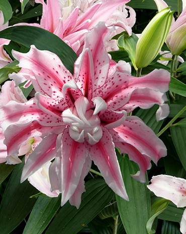 X 50 LILIUM MAGIC STAR