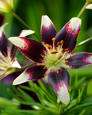 X 50 LILIUM NETTY'S PRIDE
