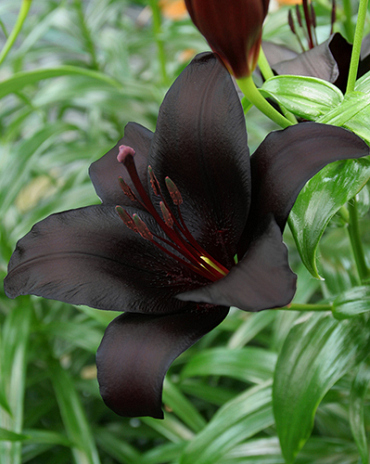 X 50 LILIUM NIGHTRIDER