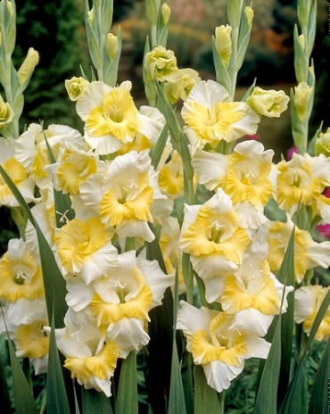 X 100 GLADIOLUS BUGGY