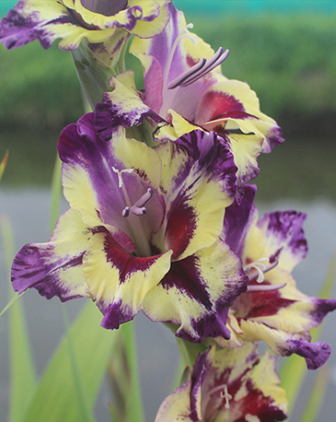 X 100 GLADIOLUS CIRCUS COLOR