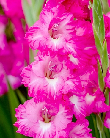 X 100 GLADIOLUS FAIRYTALE PINK