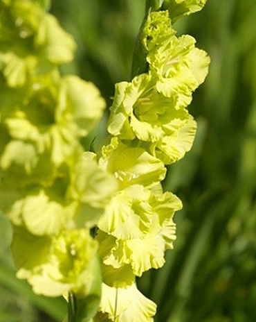 X 100 GLADIOLUS GREEN STAR