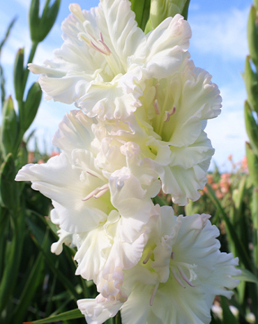 X 100 GLADIOLUS IVORY PERFECTION
