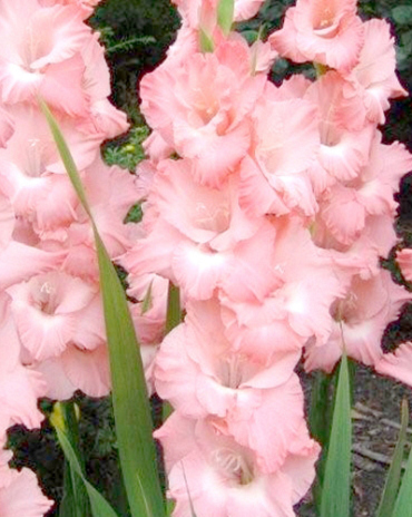 X 100 GLADIOLUS ROSE SUPREME