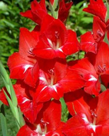 X 100 GLADIOLUS TRADERHORN