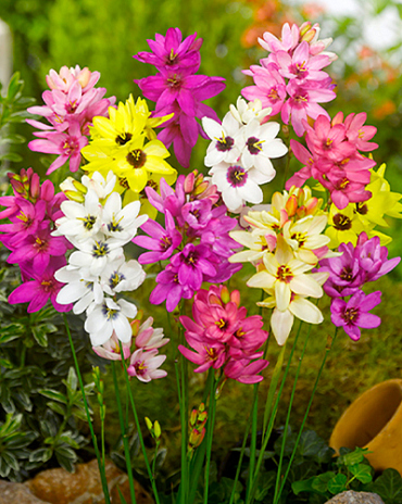 X 100 IXIA MIX