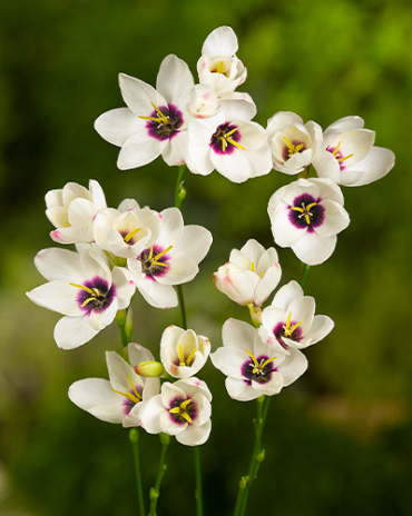 X 100 IXIA SPOTLIGHT