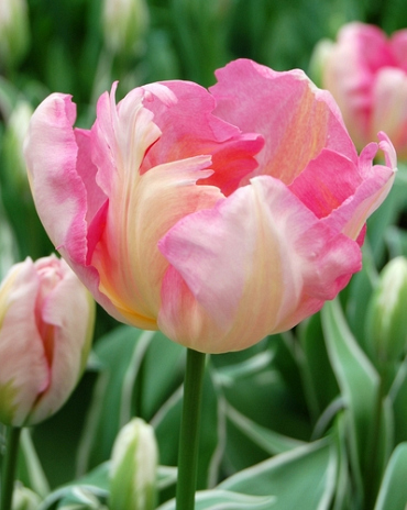 X 100 TULIPA SILVER PARROT