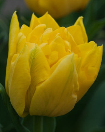 X 100 TULIPA MONTE CARLO