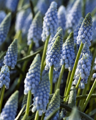 X 100 MUSCARI VALERIE FINNIS