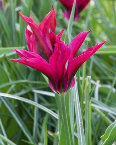 X 100 TULIPA PURPLE DOLL