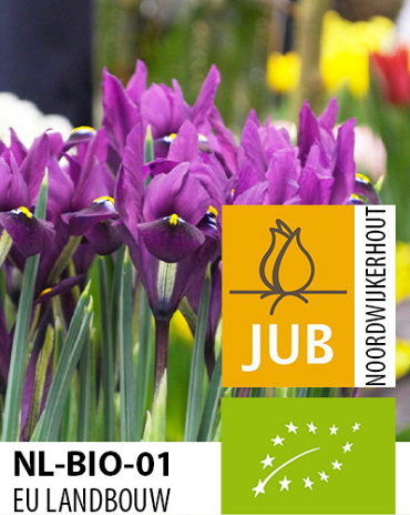 X 100 BIO IRIS RETICULATA J.S. DIJT