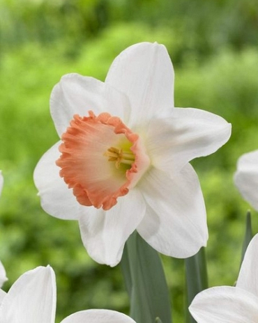 X 100 NARCISSUS PINK PRIDE